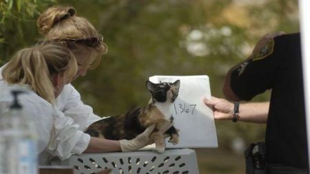 EE.UU.: Mujer vivía con 100 gatos en su casa