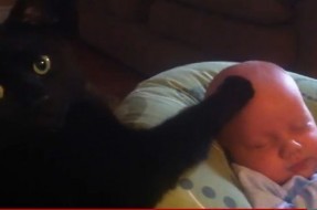 Gato-niñera calma a bebé que llora desconsolado (Video)