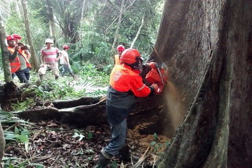 Motosierristas recibieron curso de tala en Pucallpa