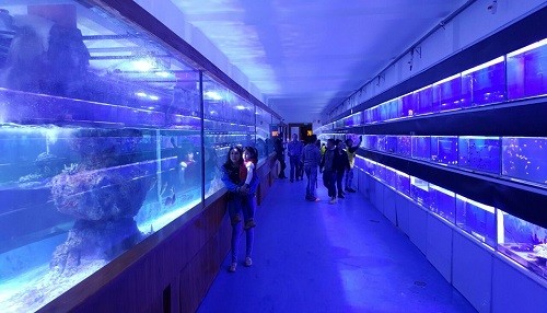 Acuario más grande de Latinoamérica abre sus puertas en Lima Norte para recibir a grandes y chicos