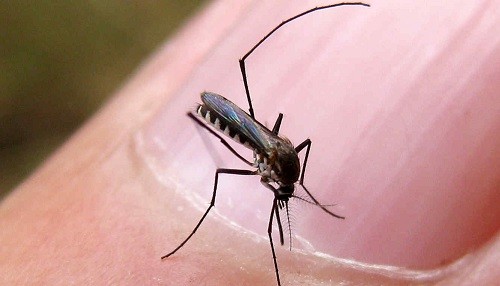 Consejos útiles para prevenir el contagio del Zika en cualquier parte del mundo