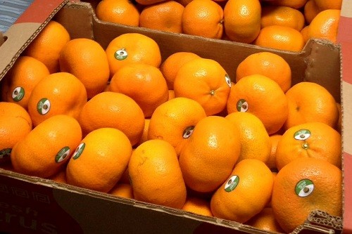 Perú inició exportaciones de mandarina al mercado de Brasil
