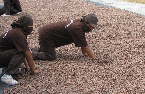Productores y exportadores de cacao afectados por sobrecostos