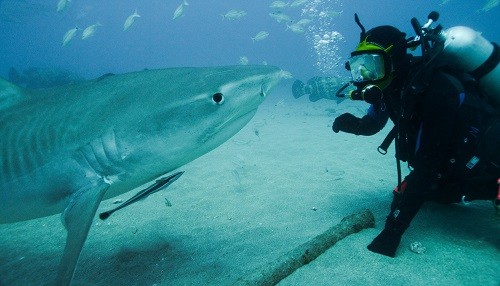 Shark Month llega a Discovery con una programación sobre tiburones como nunca antes se ha visto