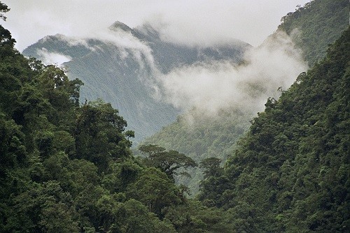 Más de S/. 114 millones generan proyectos de conservación de bosques en áreas naturales protegidas