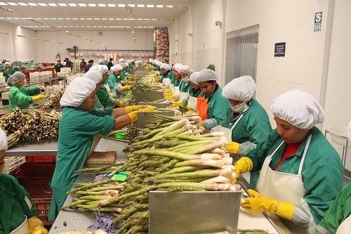 Adex: Ica exportó alimentos por US$ 507.6 millones entre enero y julio