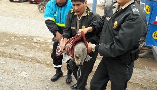 Serenos de Ventanilla participan de rescate de lobo marino en Playa Costa Azul