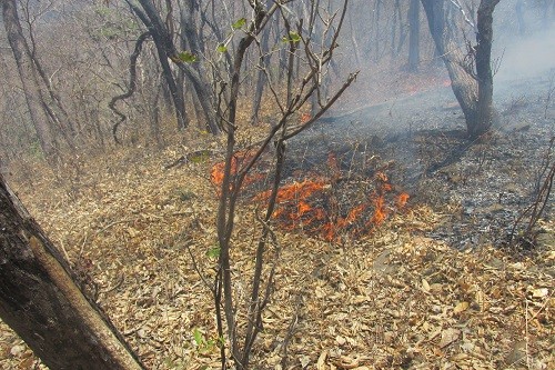 SERNANP: Continúan labores para sofocar incendio forestal en el Parque Nacional Cerros de Amotape