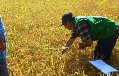 Desde el 2013, La Positiva Seguros ha asegurado más de 35 mil créditos agrícolas en todo el país