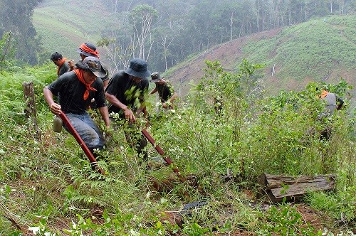 Erradican 22 mil hectáreas de hoja de coca y destruyen 85 laboratorios de droga