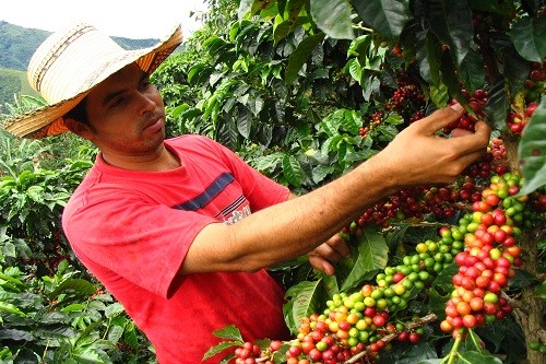BASF lanza nuevo fungicida que beneficia a miles de productores de café