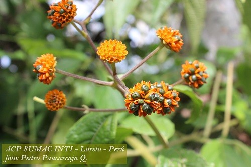 SERNANP: Sumac Inti, XIX Área de Conservación Privada reconocida en Loreto