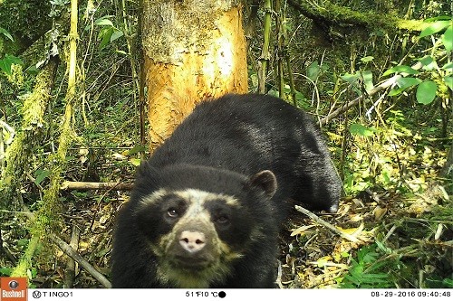 Cámaras trampa captan primeras imágenes de oso de anteojos en el Parque Nacional del Río Abiseo