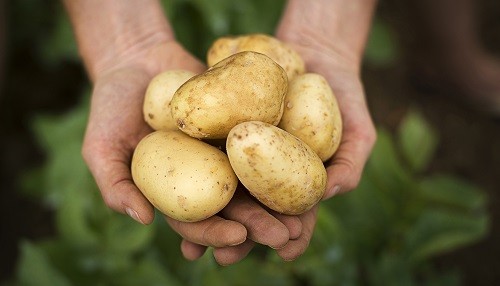 BASF lanza `solución productiva de papa´ para proteger los cultivos en Perú