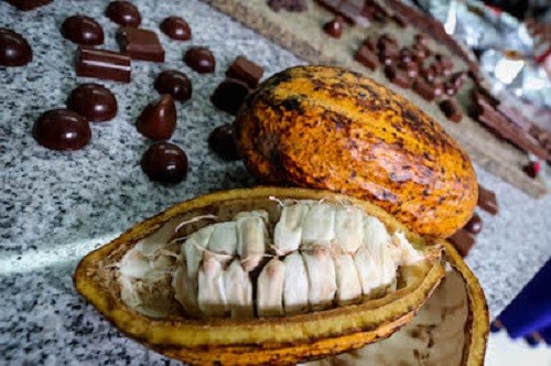 Escogen al Perú como sede de evento cumbre sobre el cacao a nivel mundial
