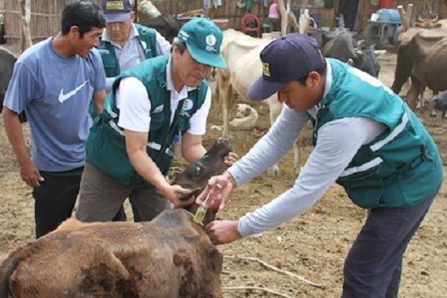 Ministerio de Agricultura adoptó medidas para evitar impacto de la rabia en población ganadera del país