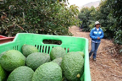 Exportaciones agrarias sumaron US$ 5,072 millones en tramo enero-noviembre y crecieron en 10%