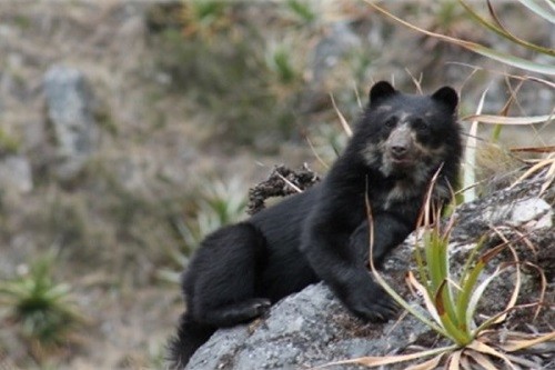 Monitoreo revela presencia del oso andino en 95% del Santuario Histórico de Machupicchu