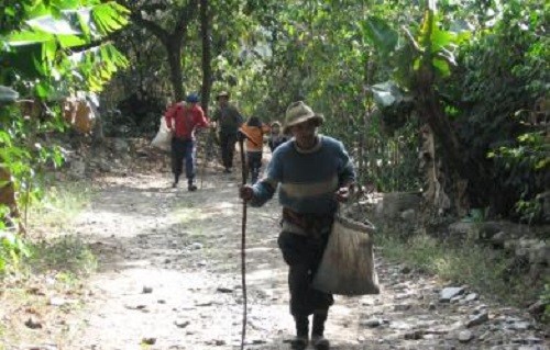 Productores cafetaleros exigen ser atendidos por la PCM ante dura crisis que afecta a miles de familias