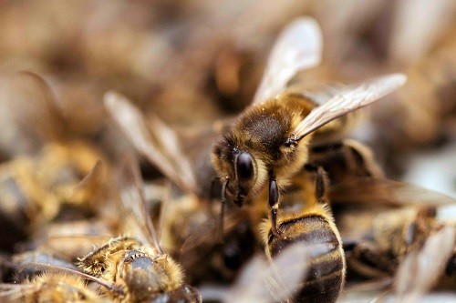 Insecticidas usados en Europa suponen mayor riesgo para las abejas y otras especies de lo que se pensaba
