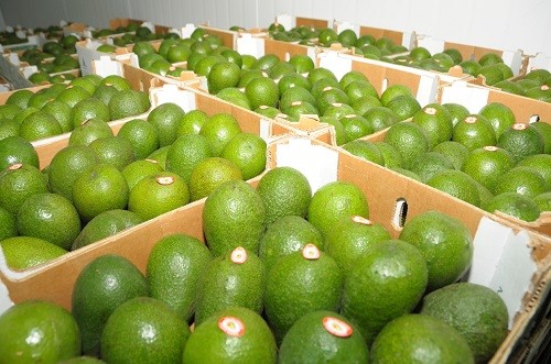 Exportación de palta peruana sigue en crecimiento