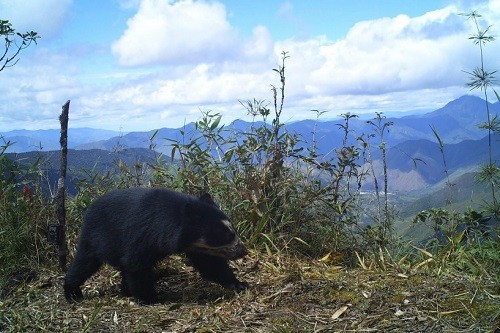 Se evidencia presencia de oso andino y tapir de montaña en el Santuario Nacional Tabaconas Namballe