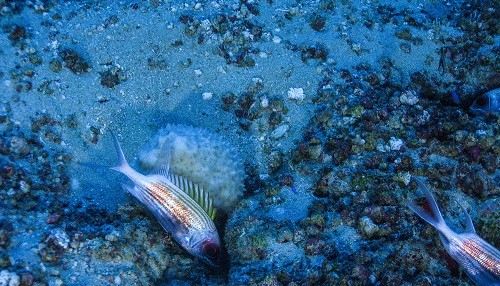 Primeras e inéditas imágenes de un coral único escondido en el Amazonas