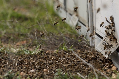 Millones de abejas mueren en masa en Murcia