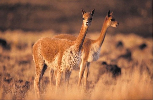 Impulsarán adecuada gestión y manejo de camélidos en 9 áreas naturales protegidas