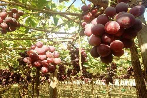 Cambio climático afectó desempeño de la uva
