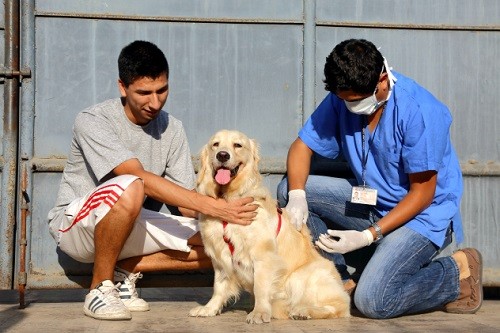 Enfermedad de mayor impacto transmitida por animales en el país es la rabia