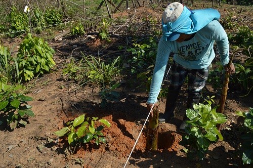 Un millón de árboles son plantados en Tambopata y Bahuaja Sonene para frenar avance de la deforestación