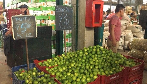 MML informa que se normaliza abastecimiento y precio del limón en el Gran Mercado Mayorista de Lima