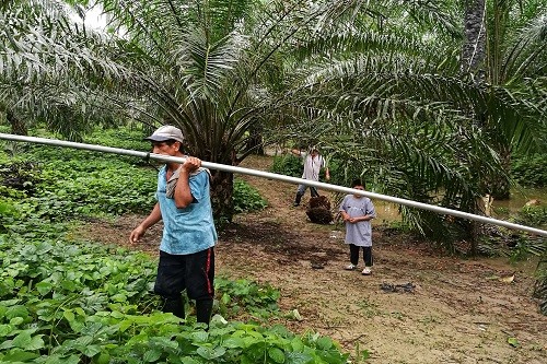 Aprobación del Plan Nacional de Desarrollo Sostenible de Palma Aceitera lleva paralizado más de un año