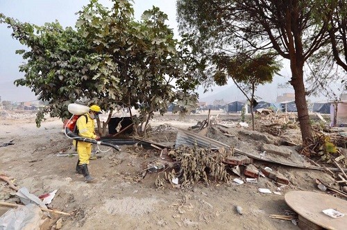 MML fumiga viviendas en centros poblados de Huachipa ante amenaza de enfermedades infectocontagiosas