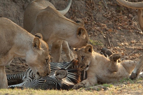 Los depredadores más salvajes muestran sus garras en el especial de Nat Geo Wild: Semana Mortal