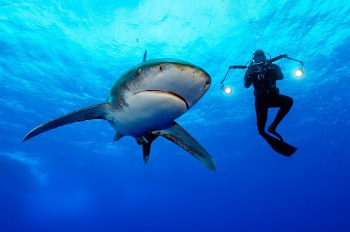 NAT GEO WILD genera conciencia sobre las especies en peligro de extinción en el Día de la Tierra