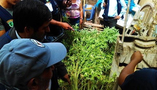 Encuentran plantones de marihuana en vivienda de Pachacútec - Ventanilla