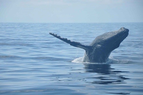 Conoce las especies que habitan en la Bahía de Paracas