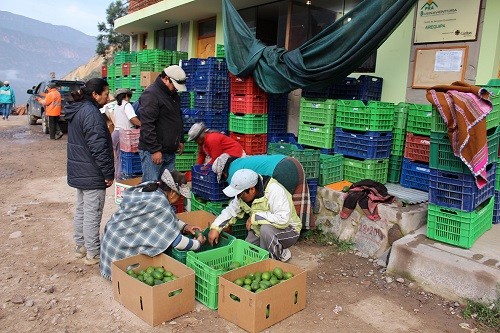 Agricultores de Tapay, Arequipa, alcanzan récord de producción de paltas y empiezan a exportar a Europa