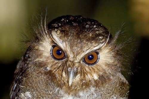 Global Big Day: Perú se consolida como el segundo país del mundo con mayor avistamiento de aves