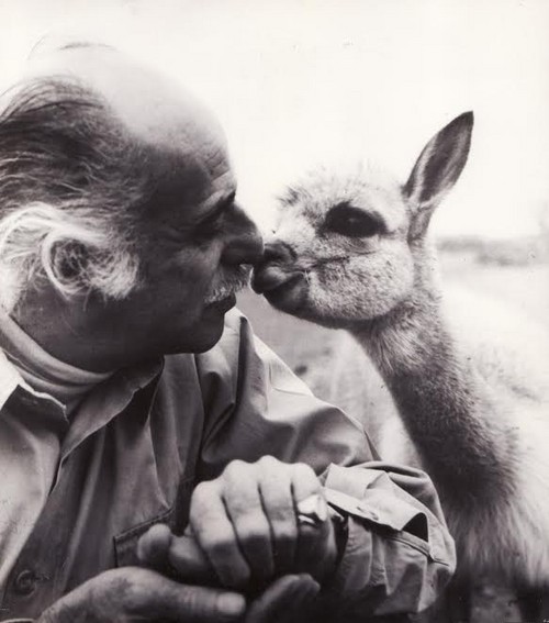 Vicuñas de aniversario: 50 años de Pampa Galeras