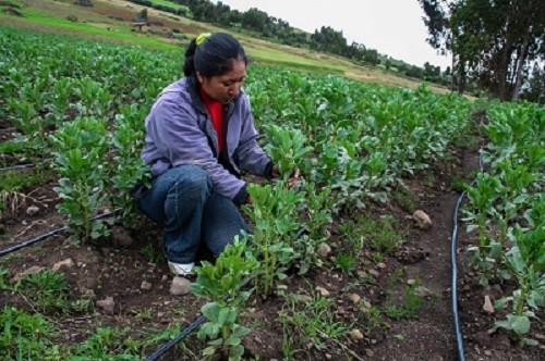 Agricultura acelera titulación de predios rurales con crédito de US$ 80 millones del BID