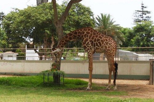 Parque de las Leyendas celebra el Día Mundial de la Jirafa