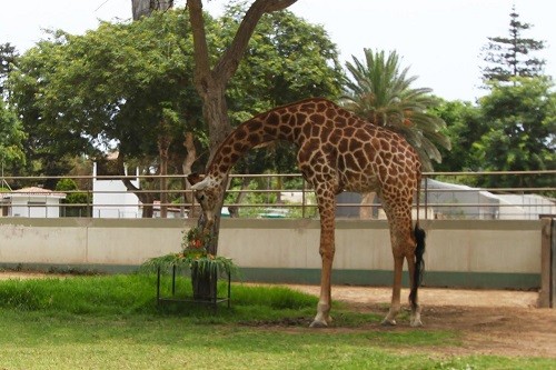 Parque de las Leyendas celebra el Día Mundial de la Jirafa