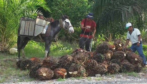 Asociaciones gremiales latinoamericanas del sector palmero crean Consejo Latinoamericano de Cultivadores y Productores de Aceite de Palma