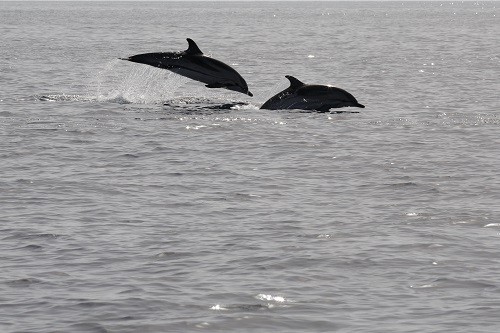 Greenpeace demanda a la ONU santuarios marinos para proteger la amenazada biodiversidad de los océanos