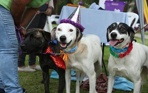 Día del perro: Miraflores celebra con campaña de adopción y concurso de disfraces