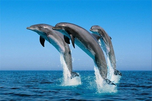¿Nuevos delfines en el Parque de Las Leyendas?