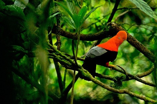 Sernanp anuncia relanzamiento de sector turístico Tres de Mayo en el Parque Nacional Tingo María